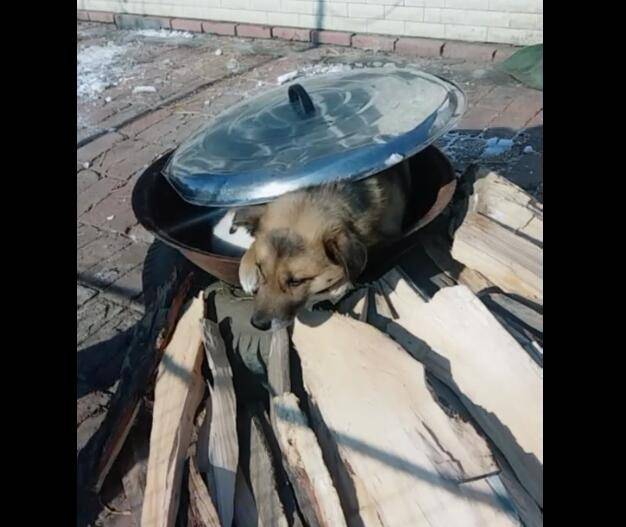 狗狗被主人扔进锅,并将盖子盖上,狗狗淡定对待!