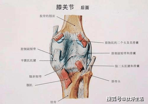 肽好生活:大家所关心的半月板损伤症状都在这里!