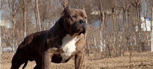 榻米宠物狗狗中的肌肉霸主非比特犬莫属