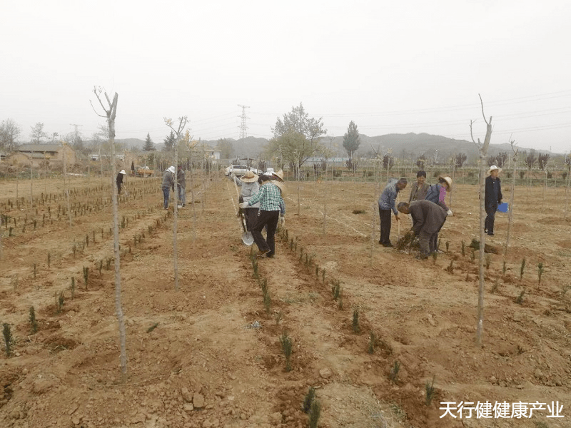 黑格斯曼地亚红豆杉母本种植-苗木栽植,灌溉,施肥及肥料管理