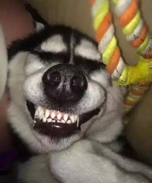 狗狗什么时候最搞笑当然是睡觉的时候