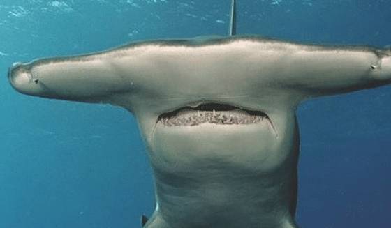 世界10大较厉害的鲨鱼第一种个头很小却敢攻击比它们大的鱼类