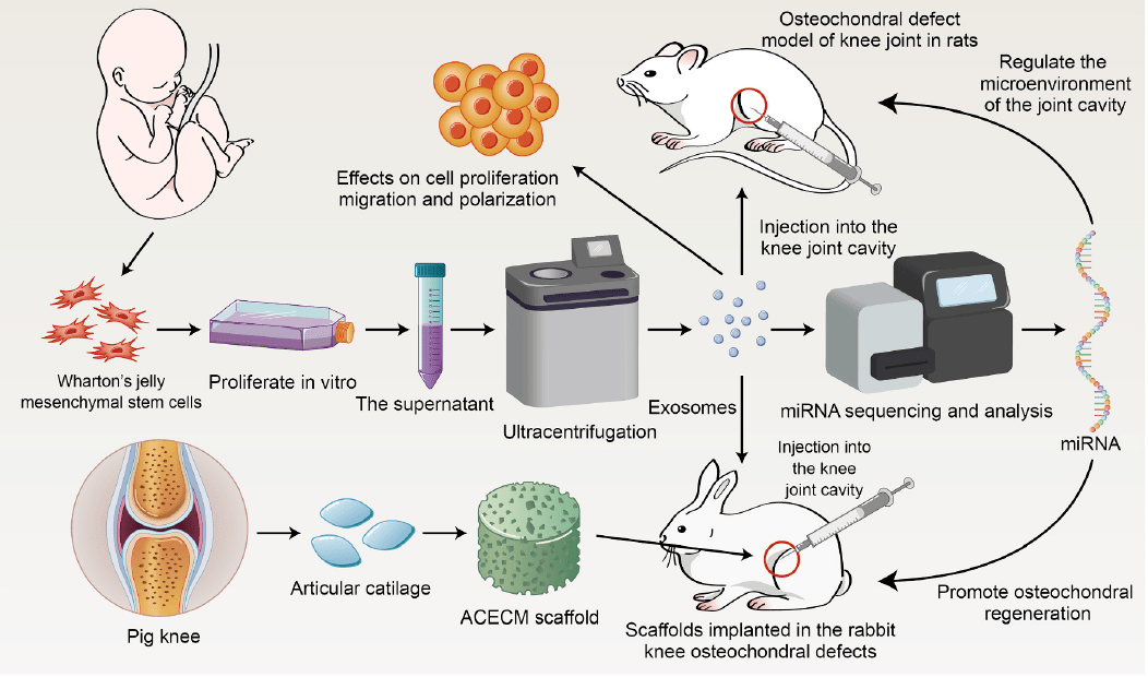 软骨损伤修复新武器:脐带间充质干细胞外泌体