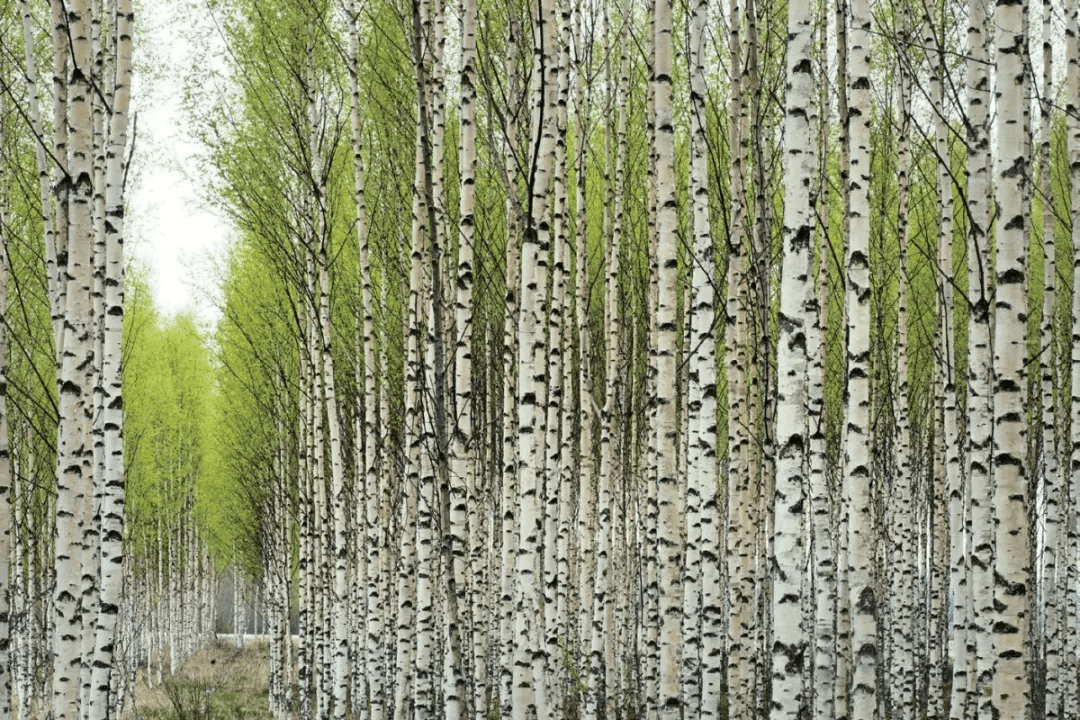 用树林中成片的白杨 树所形成的垂直元素进行构图,使画面产生一 种