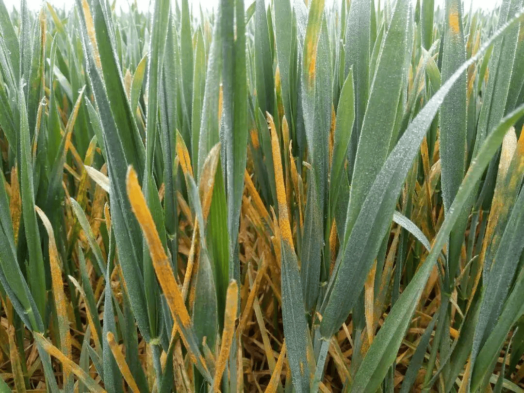 4月小麦病虫害有哪些?4月小麦如何管理