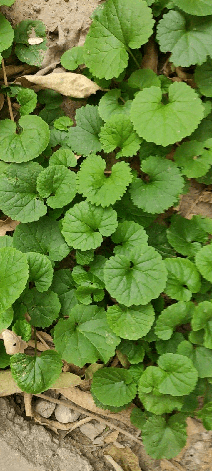 山上常见的野草居然有大作用跌打损伤都用它