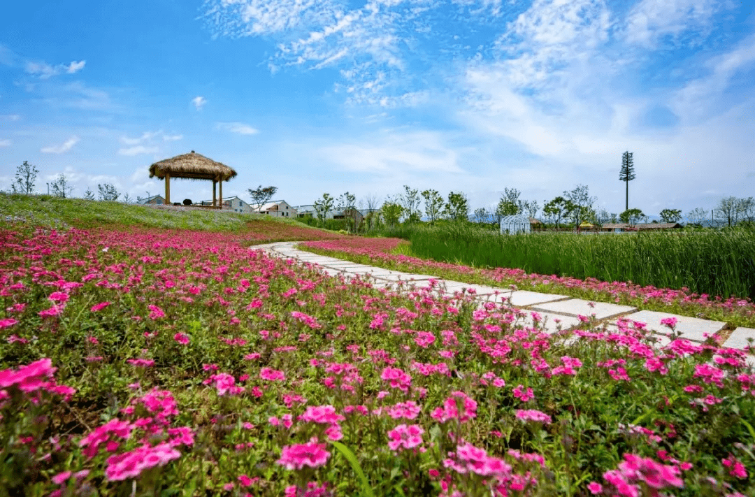 藏不住的春日阳光,掩不住的青春气息,尽在浙江杭州桐庐荻浦花海.