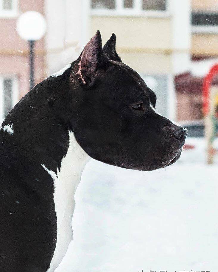 按"性格,功能,凶猛"盘点全世界名犬:看你的爱犬属于哪