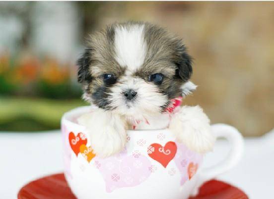茶杯犬的确很可爱,可它背后的故事却没那么美好