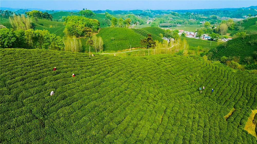 信阳市浉河港:茶乡美景入画来