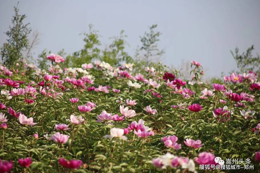 饭坡镇张元村千亩芍药花海等你来约!_嵩县