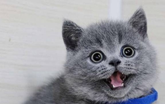 原创网友花钱买小蓝猫,半年后猫咪褪色变成大橘猫,主人直呼养不起!