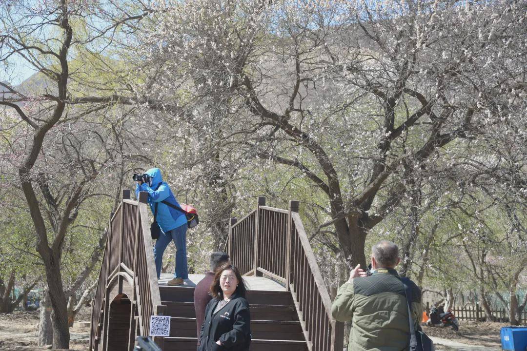 呼和浩特市回民区举办第十届乌素图杏花节