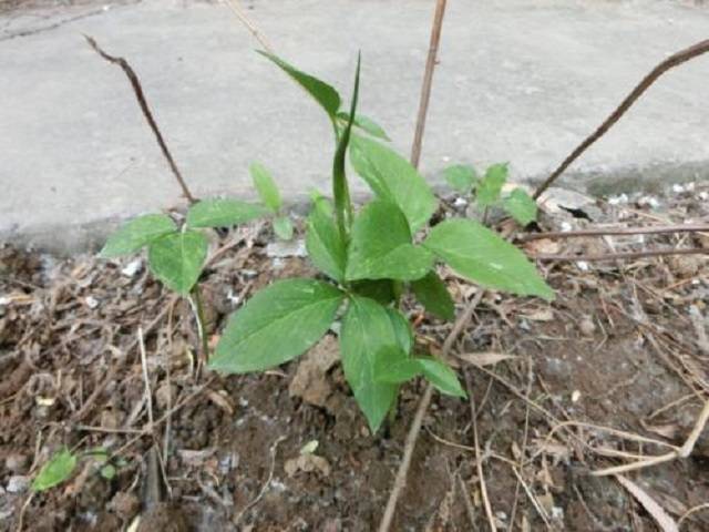 原创1杂草扎根田间,小孩嫌其老土不愿亲近,殊不知它是草药,很珍贵