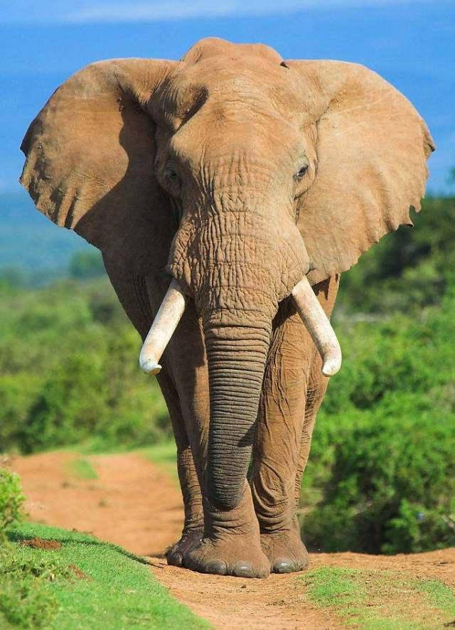 刚出生不久的小象,因为太小还不知道"鼻子"是何物_大象