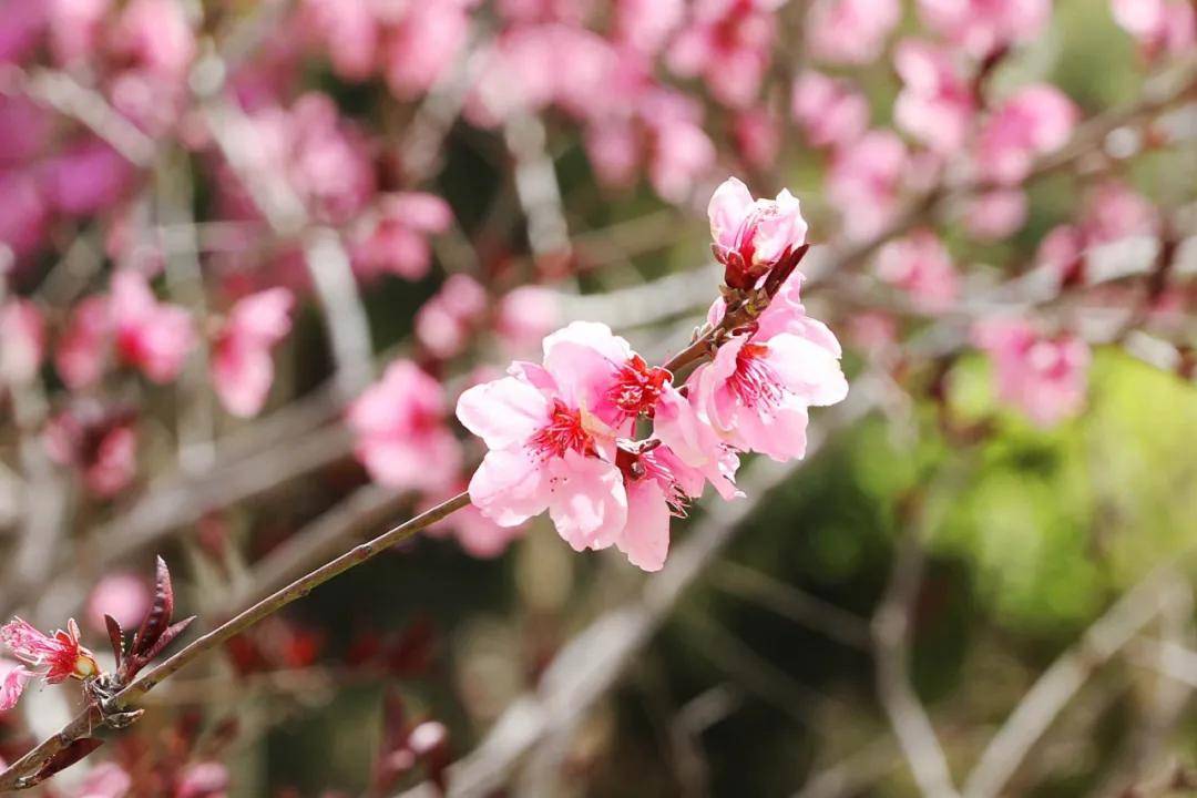 冠县中心医院春天的美景,花红柳绿,让人心旷神怡