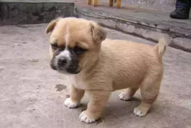 小田园犬因太丑被抛弃,在大街上流浪一脸委屈:人家只是包子脸!