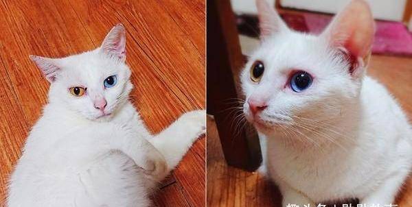 收养了一只脏兮兮的流浪猫,一年后变美丽异瞳猫,网友:捡到宝了