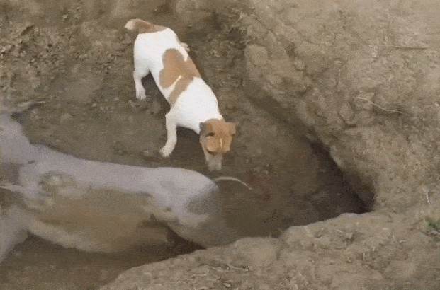 返回搜狐,查看更多