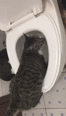 猫咪爱上喝马桶水主人拉都拉不动铲屎官不知道该怎样吸猫了