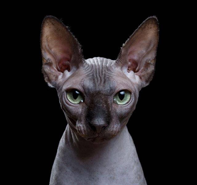 无毛猫俊朗的外表,冷酷的眼神,是不是酷酷的迷倒众生.