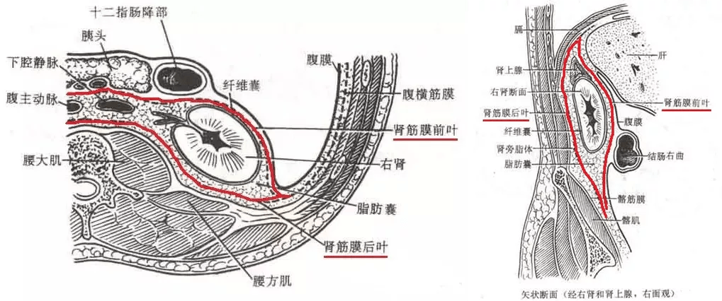 7 个病例学定位,拿下这些腹膜后肿瘤的影像诊断