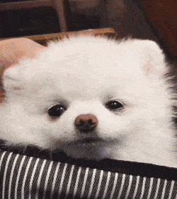 匍匐前进的小博美