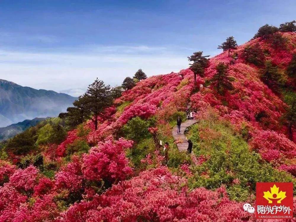 4月24日(周六)磐安十里杜鹃花海,高二村杜鹃花已经盛开!