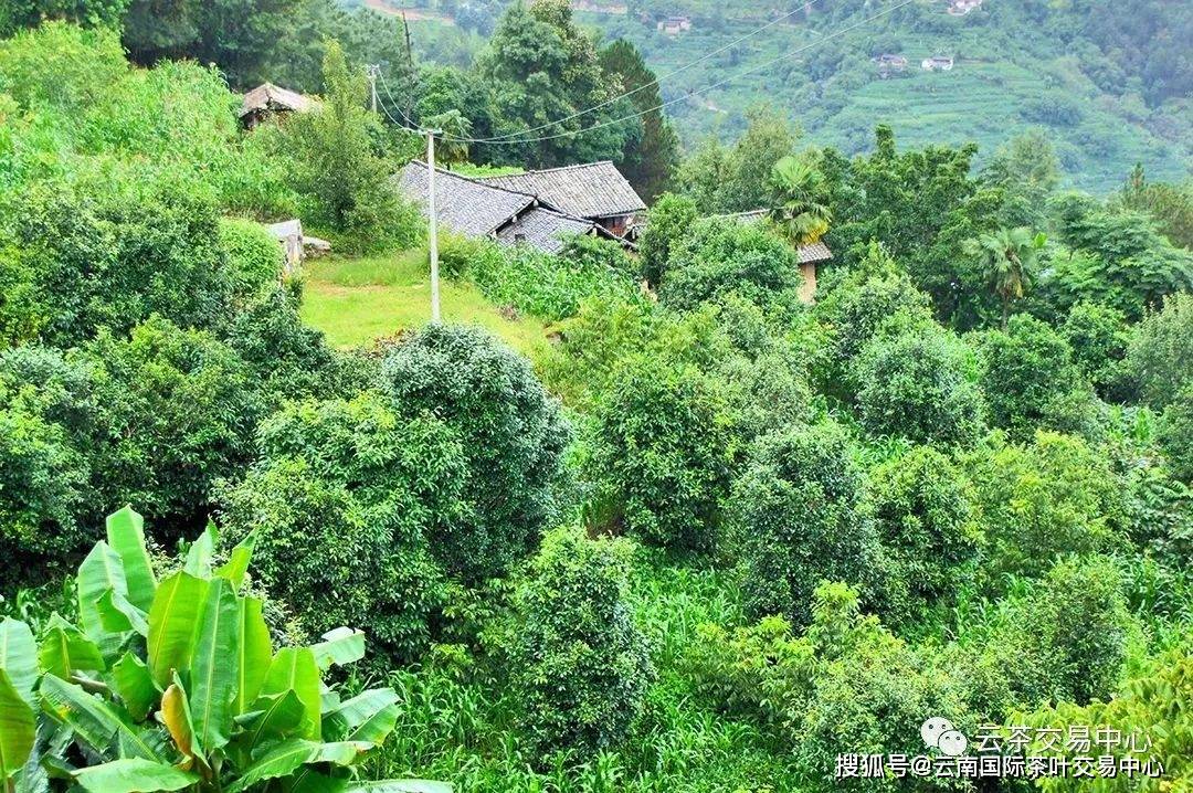 来云南昌宁,看这里的古树茶