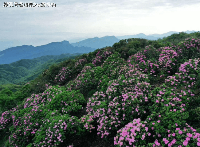 武隆赵云山 "五一杜鹃花观赏节活动",相约长青森林公园一起赏杜鹃