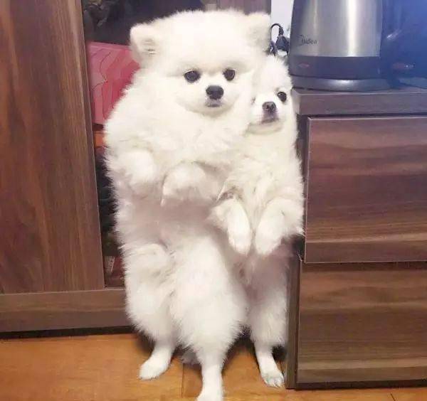 明明说好一起长大,为什么你却像吃了激素一样?_博美