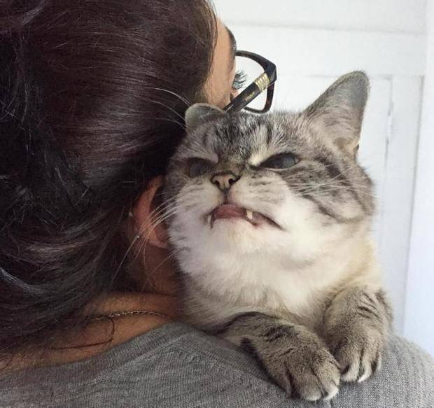 天生自带吸血鬼牙的凶猫,网友:铲屎官要不要随身带大蒜防身啊?