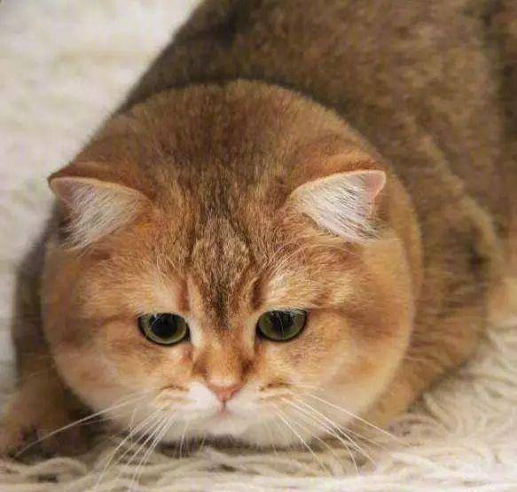 大脸橘猫8 因为本猫脸大,翻脸的速度也慢.
