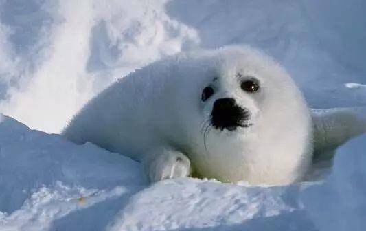 冰雪中的微笑天使这么萌死人不偿命的海豹你见过吗