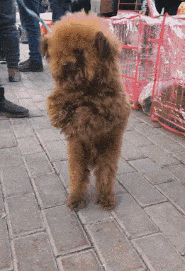 有一位大妈太心疼狗狗,就将泰迪买回去了,说家里还有一只狗,可以一起