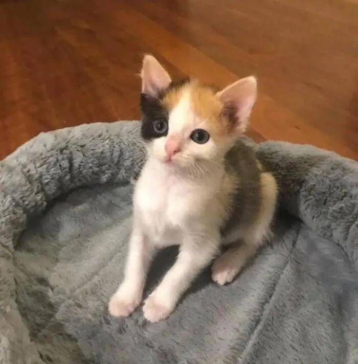 原创一出生差点被安乐死的小秃猫被收养后美哭了