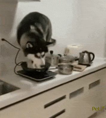 因为我家狗子去兽医院打针都能被吓尿,要放在灶台上,估计真要尿锅里了