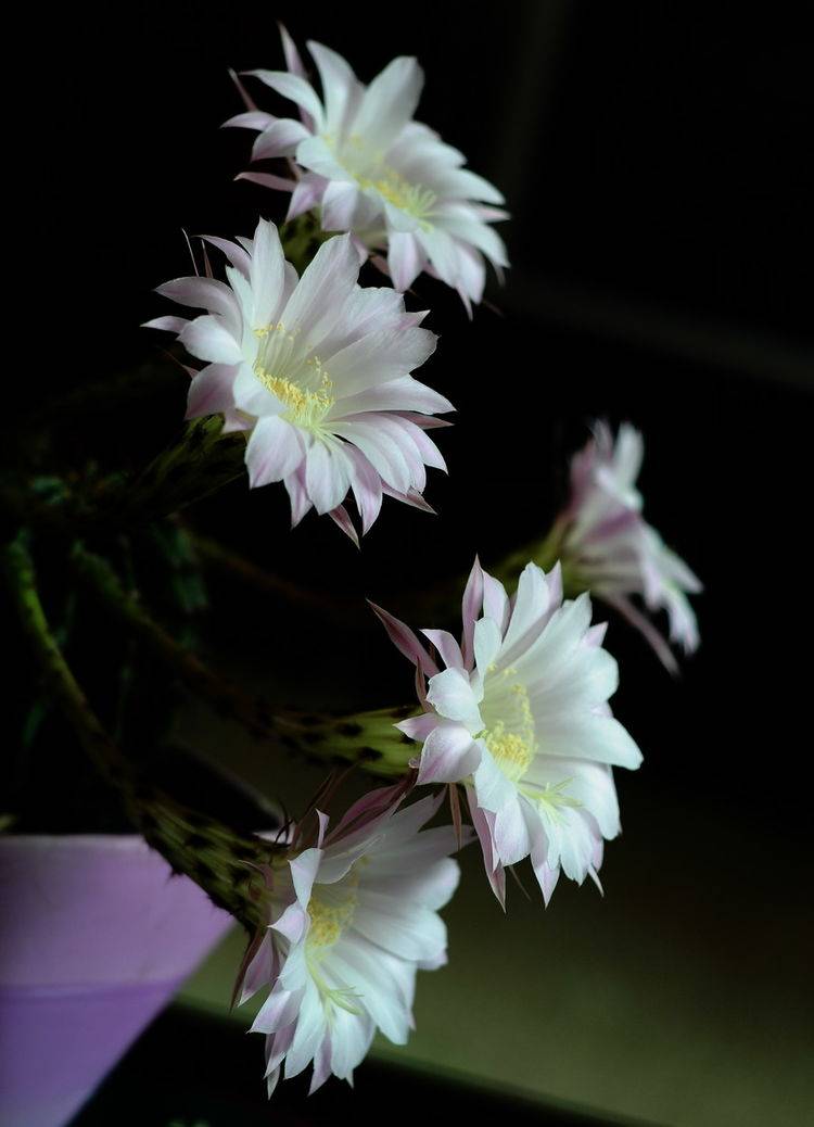 原创几款花朵小巧玲珑的花卉,四季有花开,花香四溢飘满屋