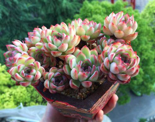 养了2年的花月夜,完美逆袭成群生肉墩子,内附养护方法