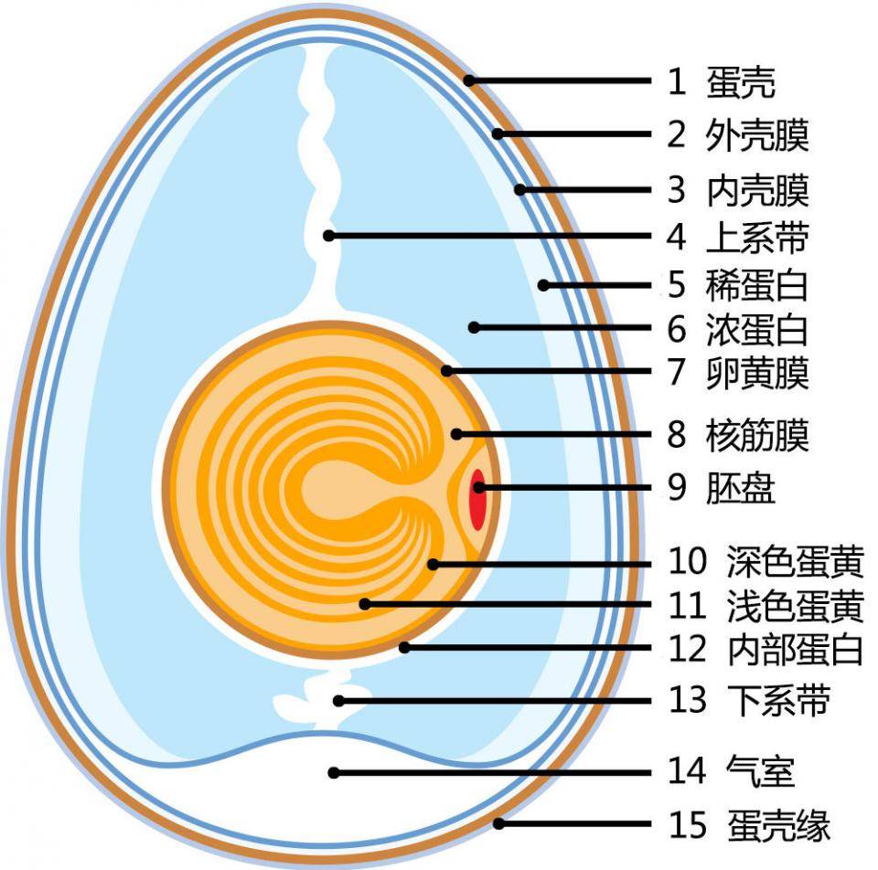 熟鸡蛋能不能孵出小鸡除非你真的是闪电侠