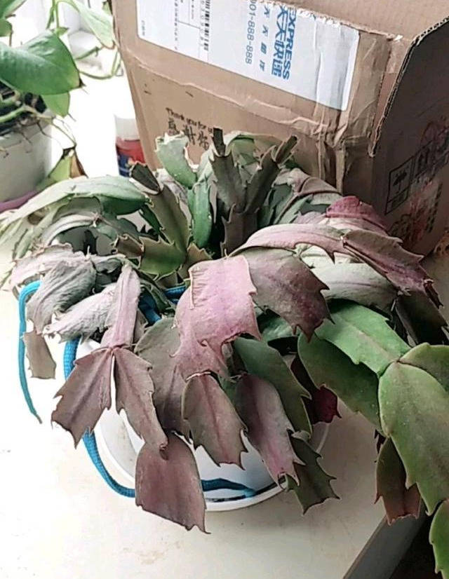 原创蟹爪兰叶子发红光?3点整改好,叶子胖滚滚,孕蕾花更多