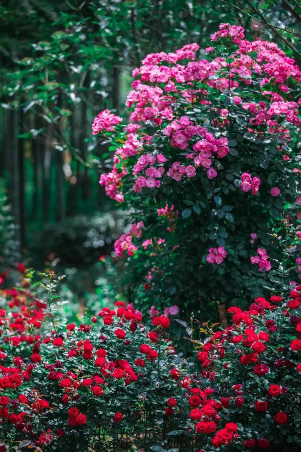 花谷奇缘第四届小王子玫瑰花海节浪漫来袭!