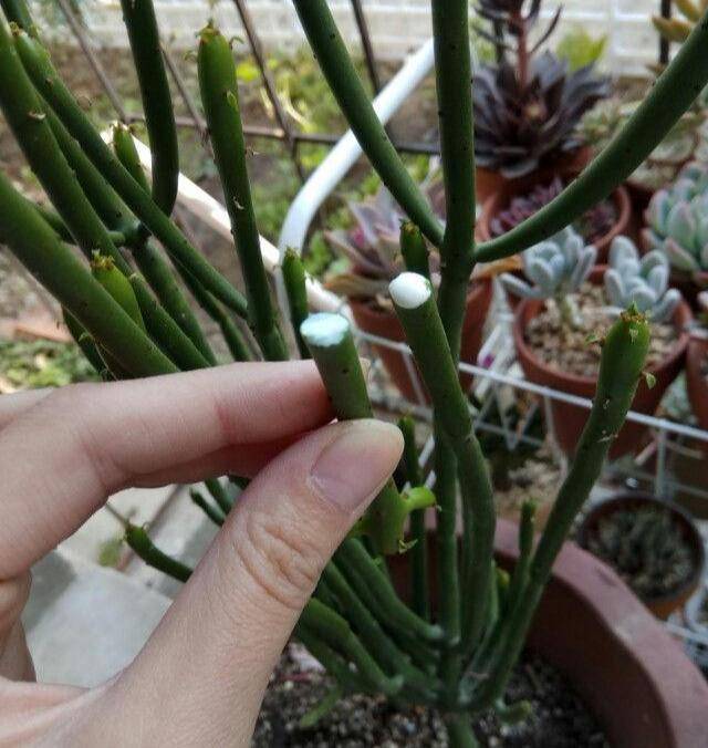 原创多肉光棍树,毒性与众不同,可远观不可亵玩