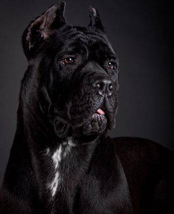 说说卡斯罗犬德国牧羊犬罗威纳犬的优缺点