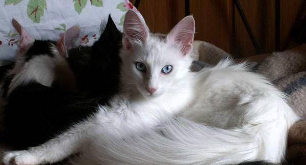 最聪明的3种猫,安哥拉猫不仅聪明,外表也非常漂亮!