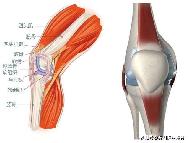 膝盖上的肌腱是坚韧的肌肉组织链接,将肌肉和骨骼连接起来,帮助控制