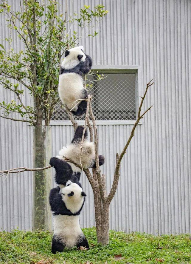 世界熊猫看中国,中国熊猫看四川四川熊猫看哪里?