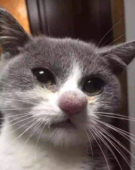 ▼最后是这只"香肠嘴"猫咪,让网友笑称根本就是《东邪西毒》中的