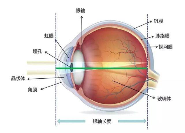 论控制眼轴异常增长的重要意义!_眼球