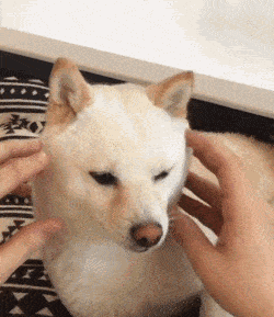 作为汪星人中的网红大佬,柴犬这张大饼脸可以说是独一